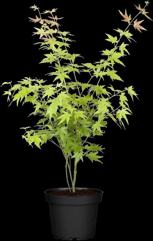 acer palm. 'beni-maiko' (80-100 cm) - afbeelding 4