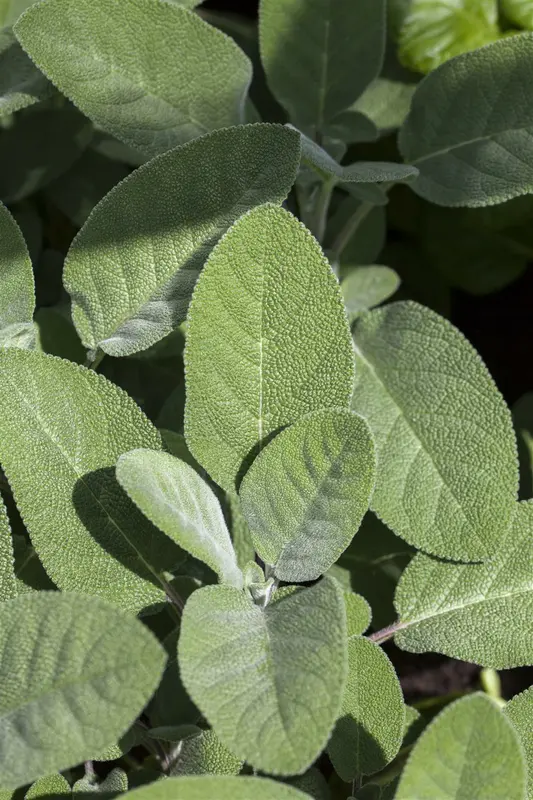 salvia off. 'berggarten' P11 - afbeelding 1