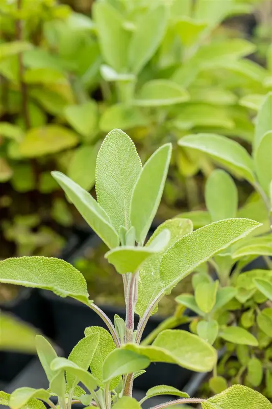 salvia off. 'berggarten' P11 - afbeelding 4