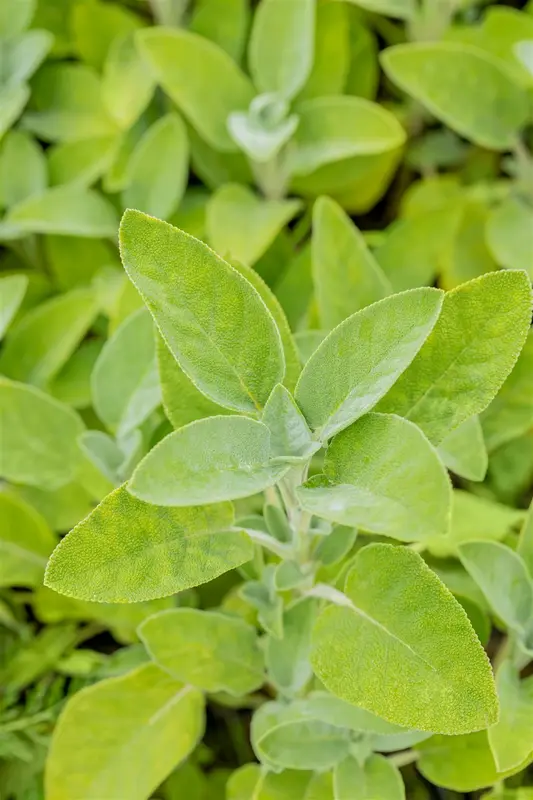 salvia off. 'berggarten' P11 - afbeelding 5