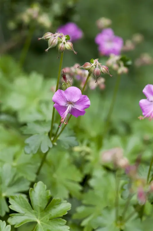 geranium cant. 'berggarten' P9