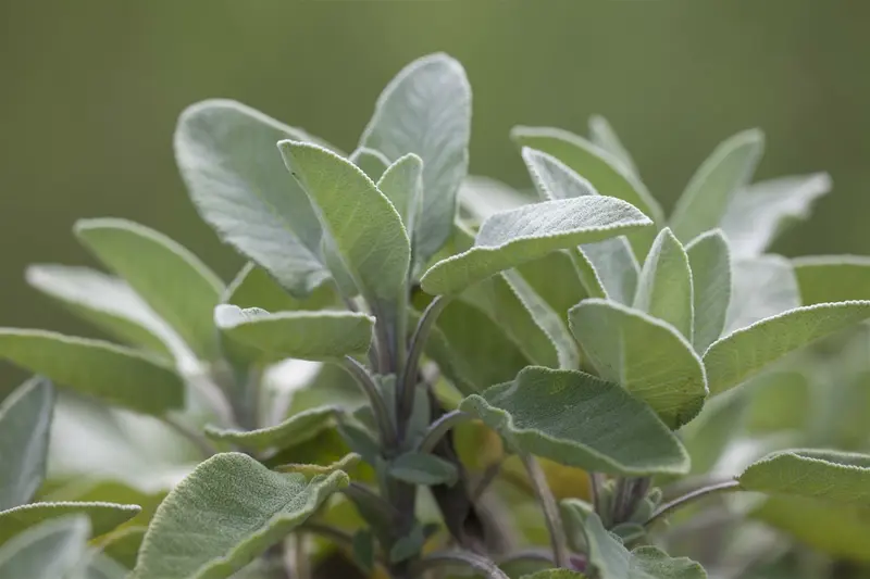 salvia off. 'berggarten' P11 - afbeelding 2