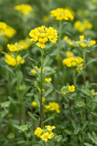 alyssum montanum 'berggold' P9 - afbeelding 2