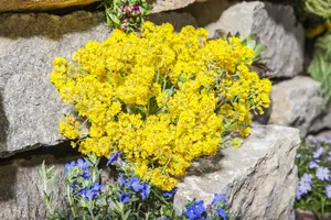 alyssum montanum 'berggold' P9 - afbeelding 1