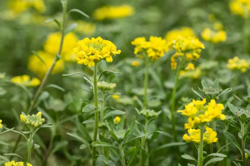 alyssum montanum 'berggold' P9 - afbeelding 3