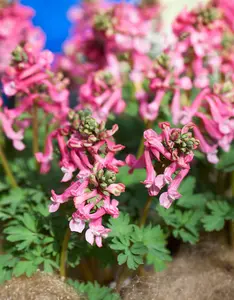 corydalis sol. 'beth evans' P11 - afbeelding 3