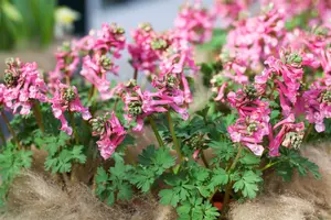 corydalis sol. 'beth evans' P11 - afbeelding 2