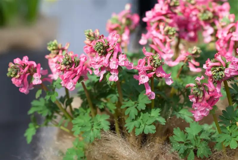 corydalis sol. 'beth evans' P11 - afbeelding 1