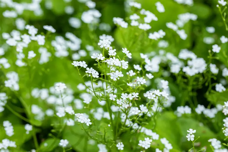 brunnera mac betty bowring p11