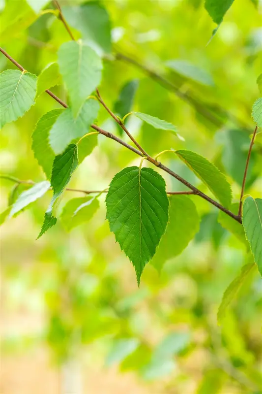 betula albosinensis ( 'septentrionalis') (HOcm) - afbeelding 4