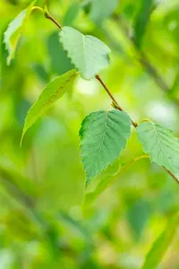 betula albosinensis ( 'septentrionalis') (HOcm) - afbeelding 5