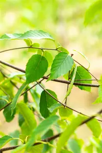 betula albosinensis ( 'septentrionalis') (HOcm) - afbeelding 1