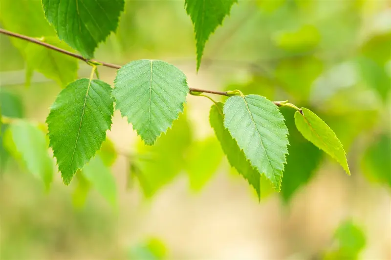 betula albosinensis ( 'septentrionalis') (HOcm) - afbeelding 2