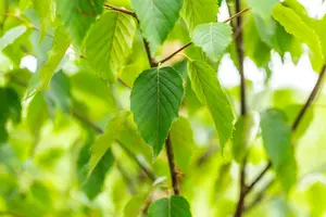 betula albosinensis ( 'septentrionalis') (HOcm) - afbeelding 3