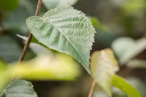 betula nigra ( rubra) 10/12 - afbeelding 5