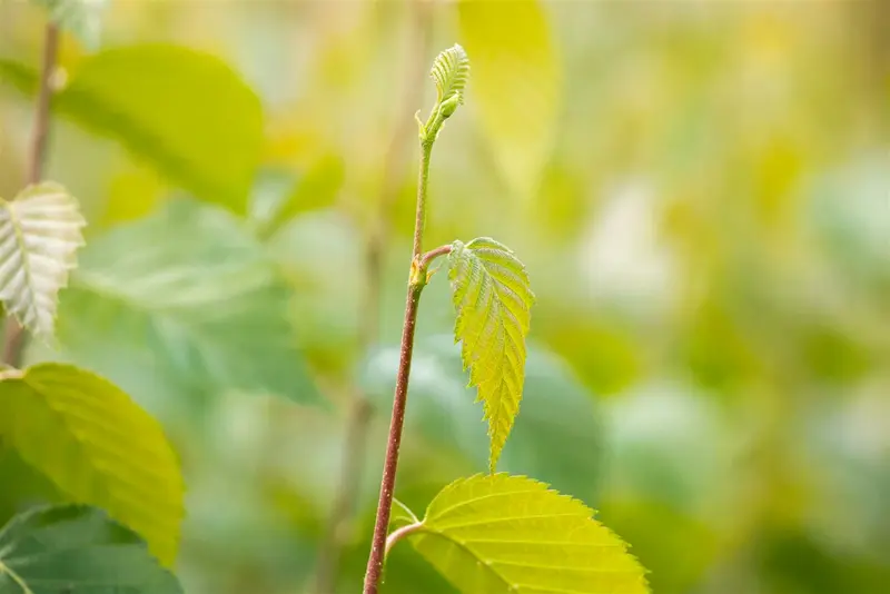 betula nigra ( rubra) 10/12 - afbeelding 1