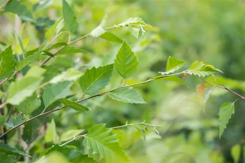 betula nigra ( rubra) 10/12 - afbeelding 4