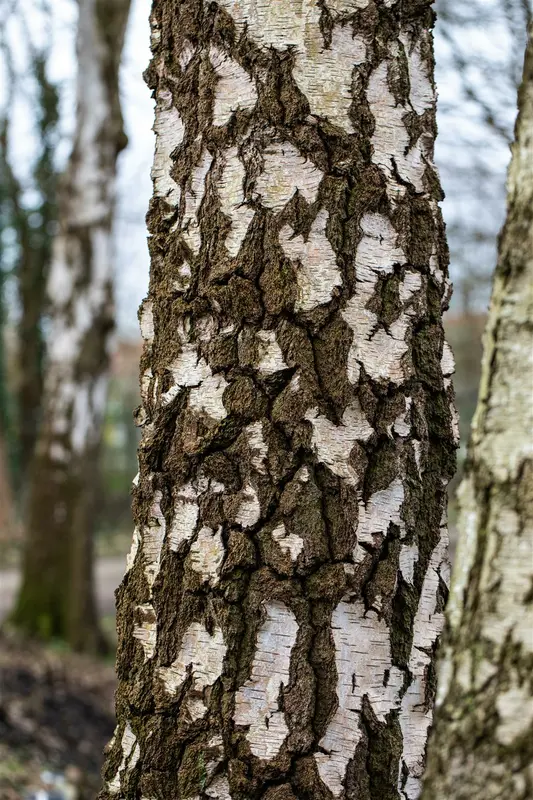 betula pendula (alba/verrucosa) 10/12 - afbeelding 3