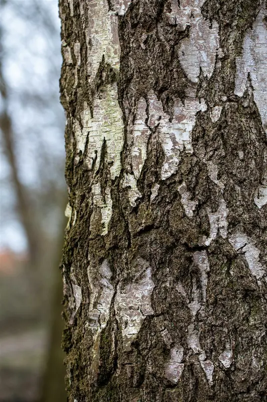 betula pendula (alba/verrucosa) 10/12 - afbeelding 4