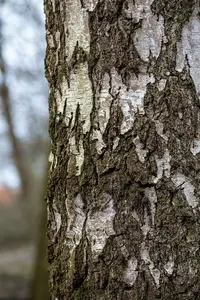 betula pendula (alba/verrucosa) 10/12 - afbeelding 4