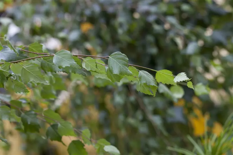 betula pendula (alba/verrucosa) 14/16 - afbeelding 1