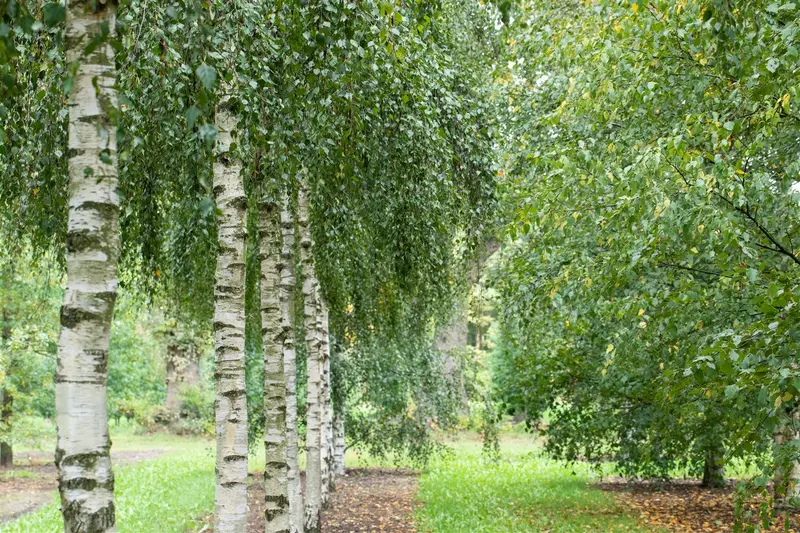 betula pendula (alba/verrucosa) (175-200 cm) C15 - afbeelding 2