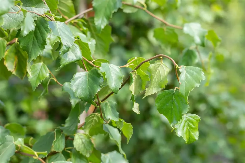 betula pendula (alba/verrucosa) (175-200 cm) C15 - afbeelding 5