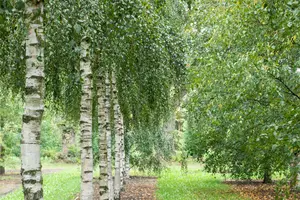 betula pendula (alba/verrucosa) (200-250 cm) - afbeelding 2