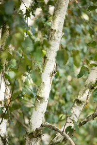 betula utilis 'doorenbos' 14/16 - afbeelding 3