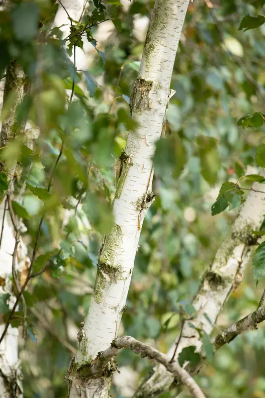 betula utilis 'doorenbos' (200-250 cm) - afbeelding 3