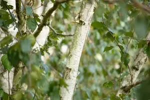 betula utilis 'doorenbos' (200-250 cm) - afbeelding 4