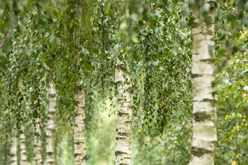 betula utilis 'doorenbos' (200-250 cm) - afbeelding 5