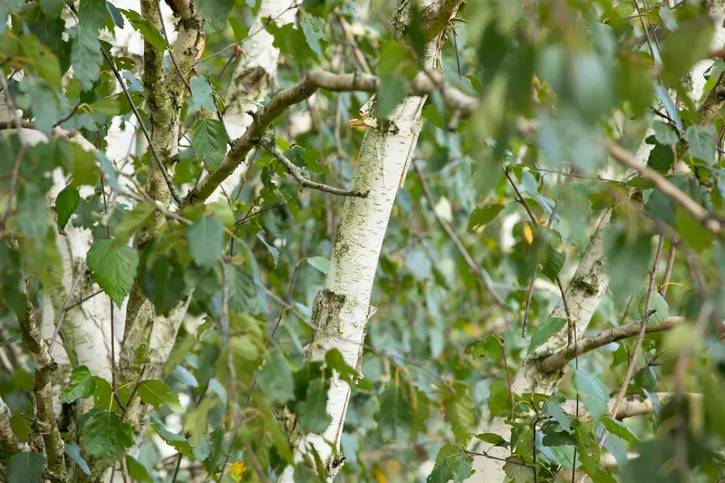 betula utilis 'doorenbos' 6/ 8 - afbeelding 2