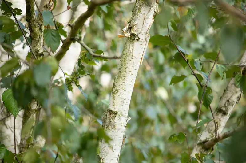 betula utilis 'doorenbos' 6/ 8 C - afbeelding 4