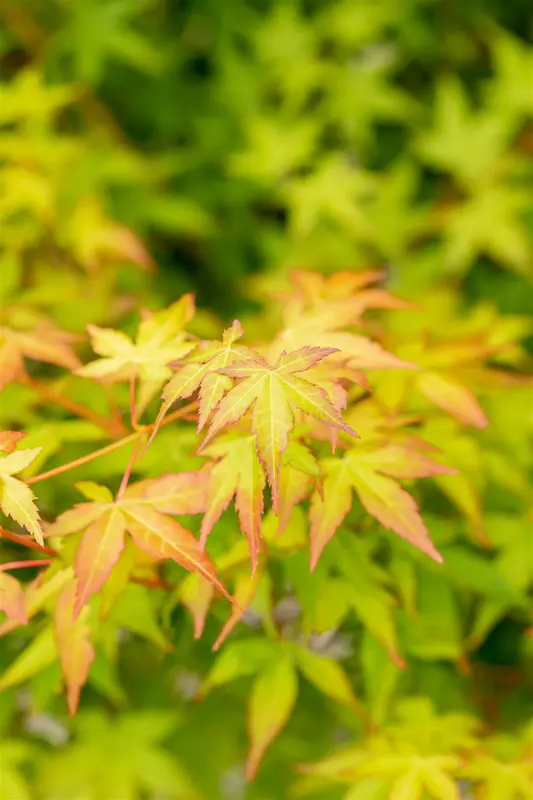 acer palm. 'bi hoo' (125-150 cm) - afbeelding 4