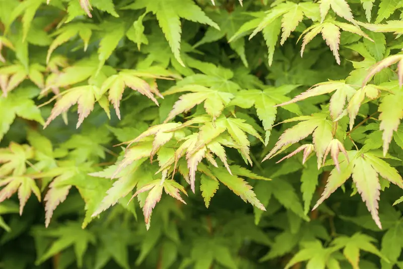 acer palm. 'bi hoo' (125-150 cm) - afbeelding 1