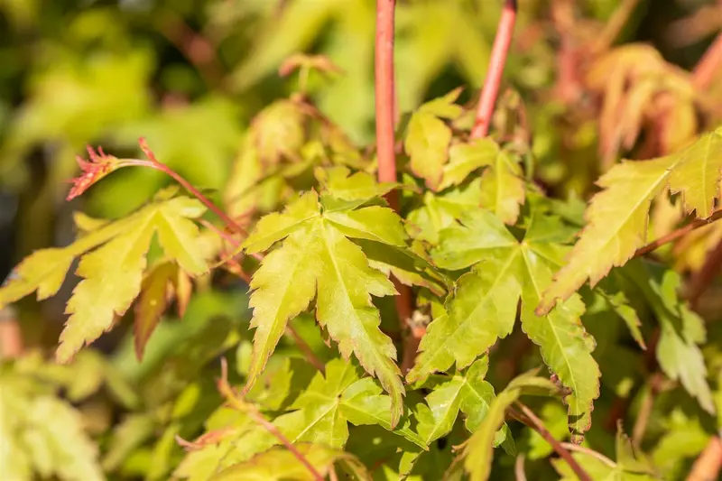 acer palm. 'bi hoo' (125-150 cm) - afbeelding 2