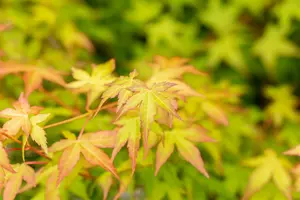 acer palm. 'bi hoo' (125-150 cm) - afbeelding 3