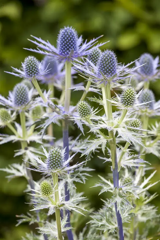 eryngium zabelii 'big blue' P9 - afbeelding 3