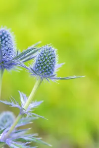 eryngium zabelii 'big blue' P9 - afbeelding 4