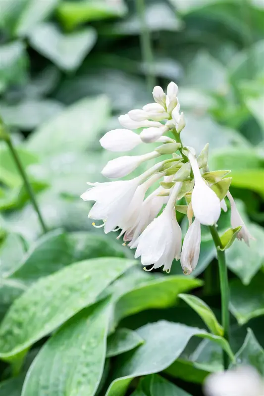 hosta hybr. 'big mama' P9