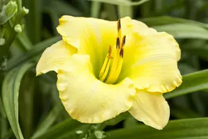 hemerocallis hybr. 'big time happy' P9