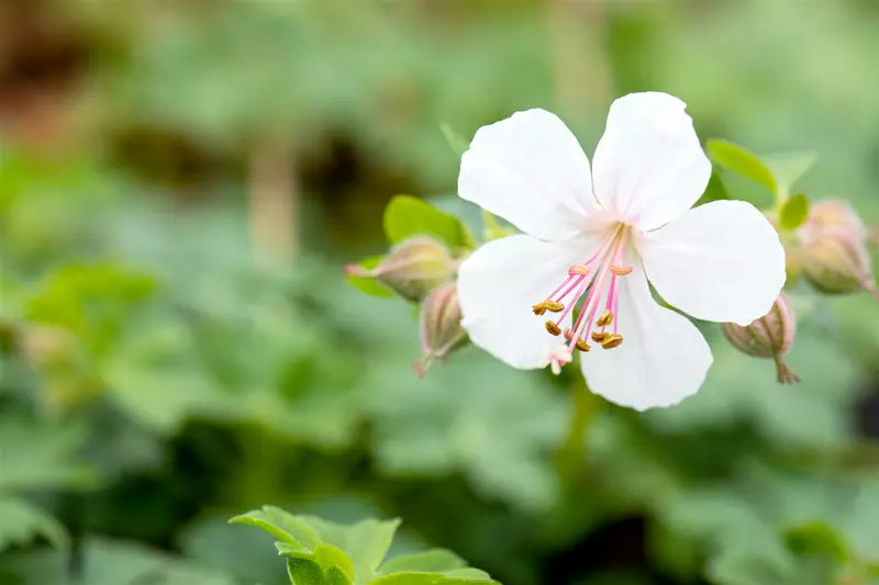 geranium cantabrigiense 'biokovo' P10.5 - afbeelding 3