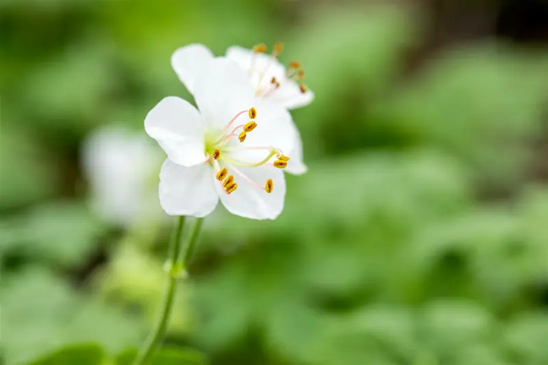 geranium cantabrigiense 'biokovo' P10.5 - afbeelding 4