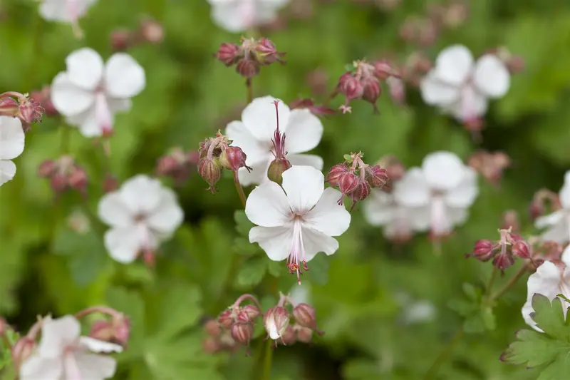 geranium cantabrigiense 'biokovo' P9 - afbeelding 1