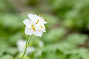 geranium cantabrigiense 'biokovo' P9 - afbeelding 2