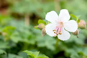 geranium cantabrigiense 'biokovo' C2 - afbeelding 3