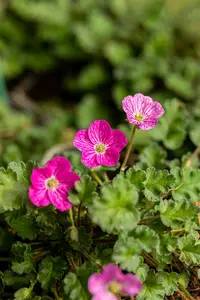 erodium variabile 'bishop's form' P11 - afbeelding 5