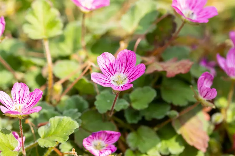 erodium variabile 'bishop's form' P11 - afbeelding 3