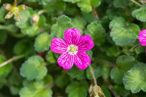 erodium variabile 'bishop's form' P11 - afbeelding 2